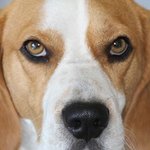 Beagle un jour, beagle toujours!
